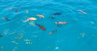 Fischfütterung, Great Barrier Reef  &ndash; &copy; Monika Cortese (Eberhardt TRAVEL)