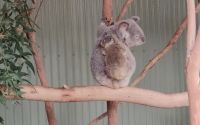 Featherdale Sydney Wildlife Park &ndash; &copy; Monika Cortese (Eberhardt TRAVEL)
