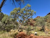 9. Tag: Von Alice Springs zum Kings Canyon – Kings Canyon Creek Walk