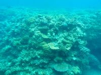 12. Tag: Tagesausflug zum Great Barrier Reef – Unterwasserwelt während der Fahrt mit dem Halbtauchboot