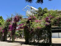 18. Tag: Stadtrundfahrt in Brisbane – Spaziergang durch South Bank – Blumendeko