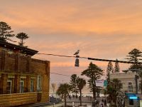 20. Tag: Sydney – Sonnenuntergang mit Möwe über Manly