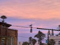 20. Tag: Sydney – Sonnenuntergang mit Möwe über Manly