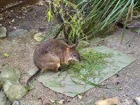 21. Tag: Führung durch das Wildlife Retreat im Taronga Zoo in Sydney – Wallaby