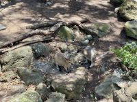 22. Tag: Tarona Zoo in Sydney – Wallabys