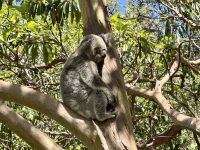 22. Tag: Tarona Zoo in Sydney – Koala