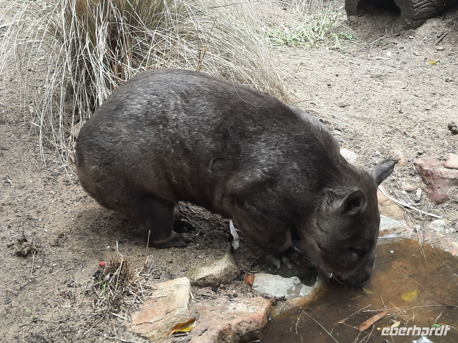 Wombat &ndash; &copy; Gunter Looß (Eberhardt TRAVEL)