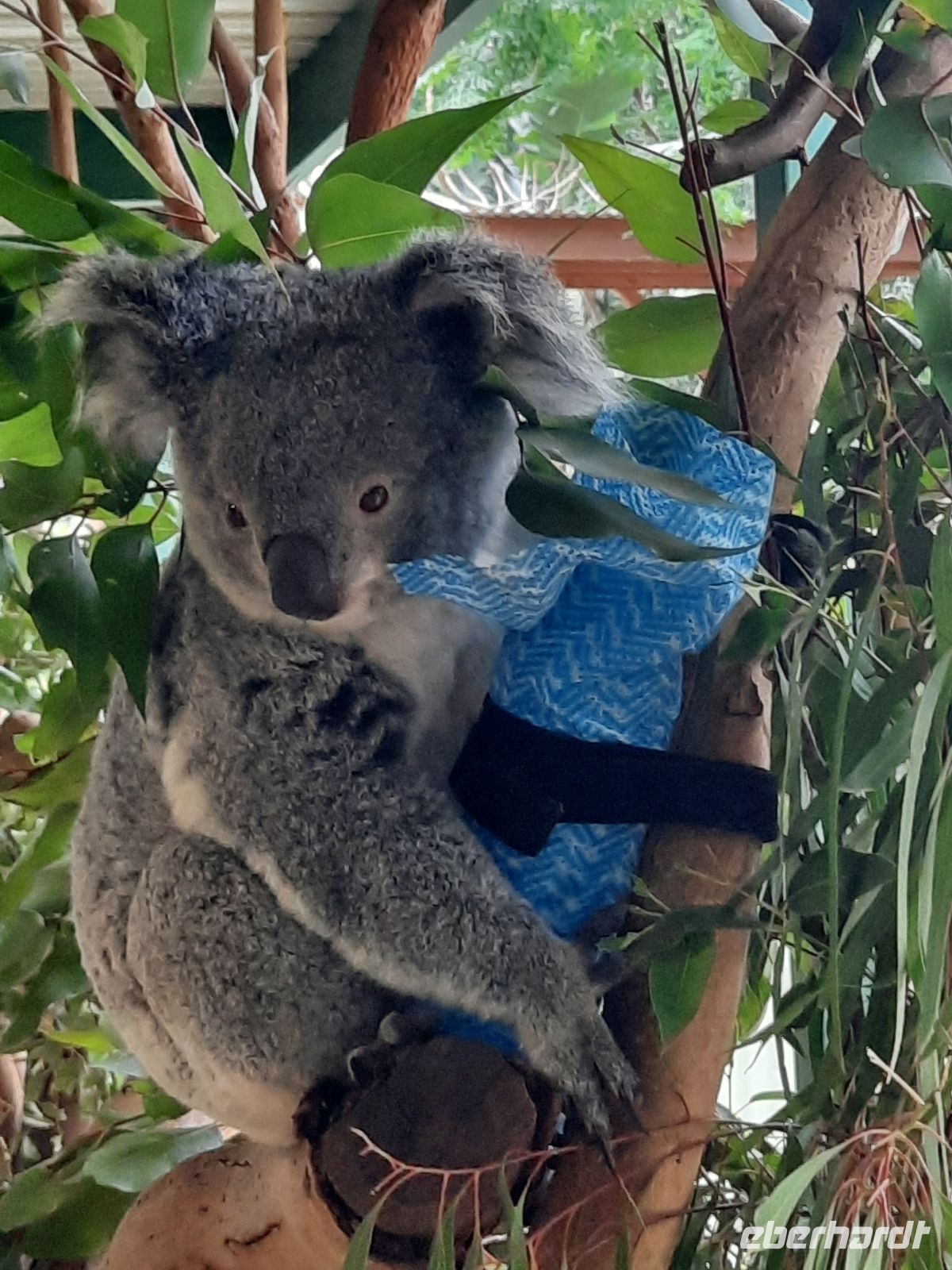 Koala. &ndash; &copy; Gunter Looß (Eberhardt TRAVEL)