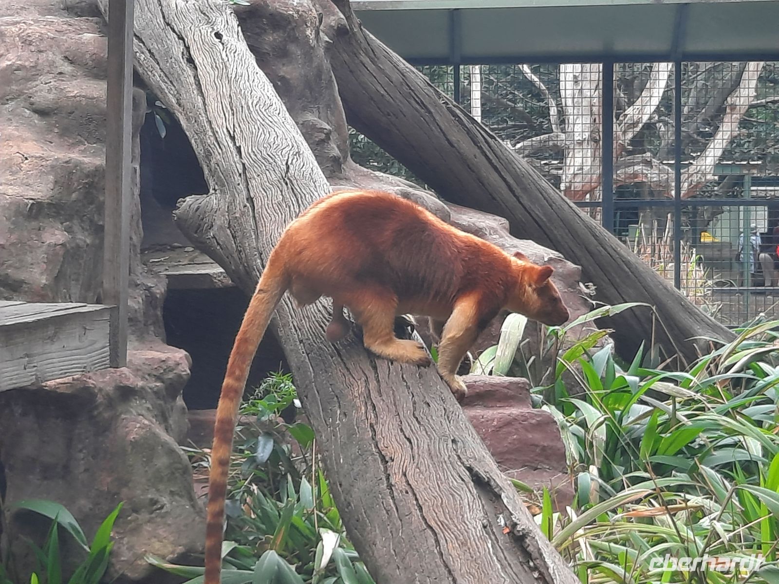 Baumkänguru &ndash; &copy; Gunter Looß (Eberhardt TRAVEL)