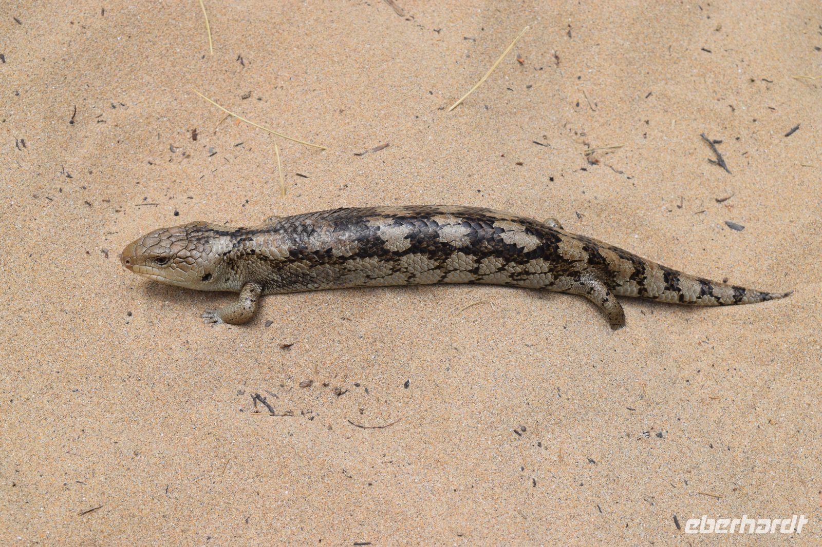 Blauzungenskink Apollo Beach.JPG &ndash; &copy; Gunter Looß (Eberhardt TRAVEL)