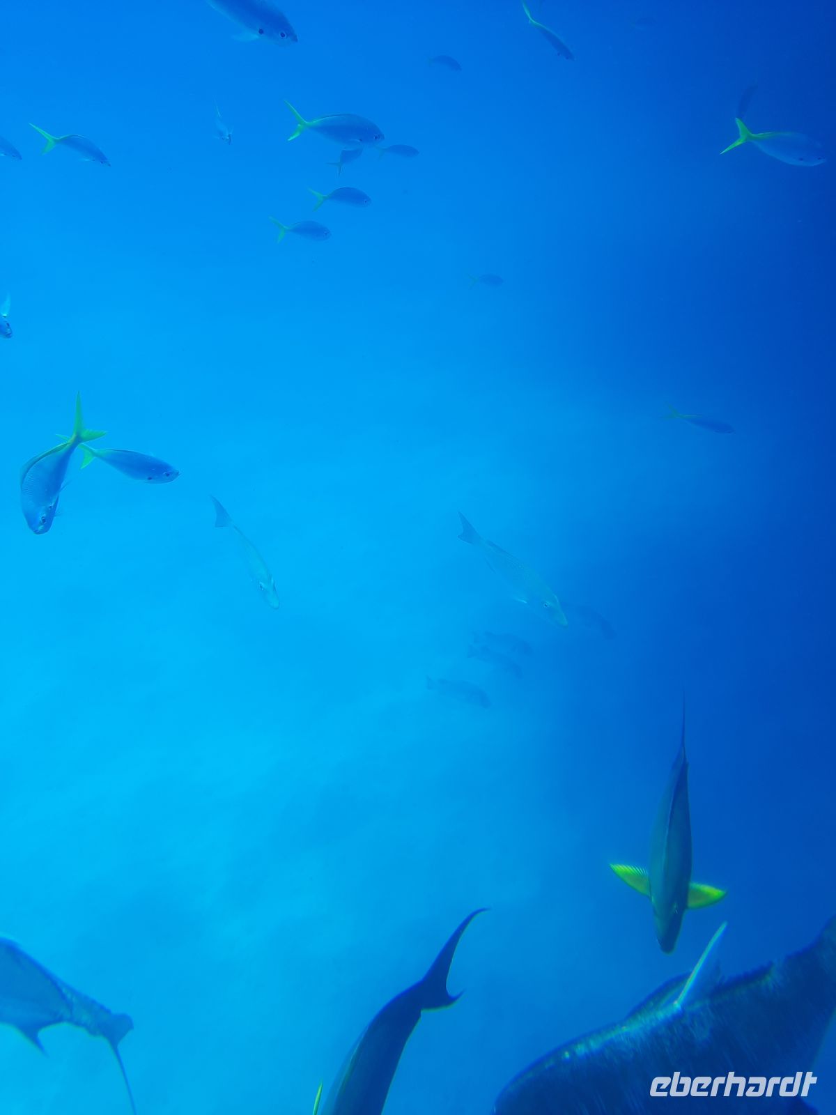 viele Bunte Fische &ndash; &copy; Gunter Looß (Eberhardt TRAVEL)