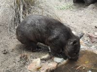 Wombat &ndash; &copy; Gunter Looß (Eberhardt TRAVEL)