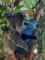 Koala. &ndash; &copy; Gunter Looß (Eberhardt TRAVEL)