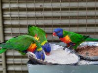 Loro-Papageien &ndash; &copy; Gunter Looß (Eberhardt TRAVEL)