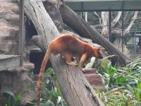 Baumkänguru &ndash; &copy; Gunter Looß (Eberhardt TRAVEL)