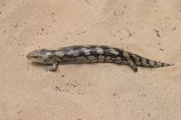 Blauzungenskink Apollo Beach.JPG &ndash; &copy; Gunter Looß (Eberhardt TRAVEL)
