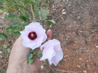 Wüstenrose &ndash; &copy; Gunter Looß (Eberhardt TRAVEL)
