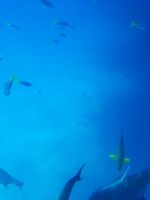viele Bunte Fische &ndash; &copy; Gunter Looß (Eberhardt TRAVEL)