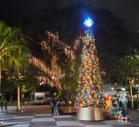 erster Advent in Cairns &ndash; &copy; Gunter Looß (Eberhardt TRAVEL)