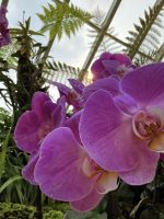 Orchideenblüten - Singapur &ndash; &copy; Manuel González Urrutia (Eberhardt TRAVEL)