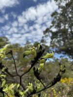 Blütenpracht - Kings Park - WA - Australien