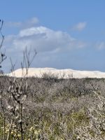 Dünenlandschaft - Wedge Island - WA - Australien &ndash; &copy; Manuel González Urrutia (Eberhardt TRAVEL)