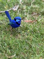 Blauer Vogel - Yanchep - WA - Australien &ndash; &copy; Manuel González Urrutia (Eberhardt TRAVEL)