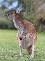 Känguru mit Jungem - Yanchep - WA - Australien &ndash; &copy; Manuel González Urrutia (Eberhardt TRAVEL)
