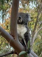 Koala im Baum - Yanchep - WA - Australien &ndash; &copy; Manuel González Urrutia (Eberhardt TRAVEL)