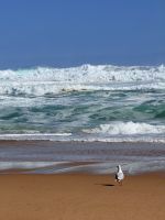 Möwe am Strand - Princetown - Victoria - Australien &ndash; &copy; Manuel González Urrutia (Eberhardt TRAVEL)