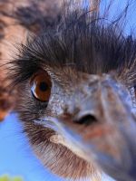 Vogelnahaufnahme - Ghan - NT - Australien &ndash; &copy; Manuel González Urrutia (Eberhardt TRAVEL)
