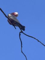 Galah auf Ast - Stuart - Northern Territory - Australien &ndash; &copy; Manuel González Urrutia (Eberhardt TRAVEL)