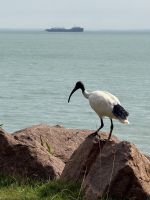 Ibis bei Felsen - Darwin City - Darwin - Australien &ndash; &copy; Manuel González Urrutia (Eberhardt TRAVEL)