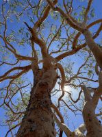 Baumkronenblick - Kakadu - NT - Australien &ndash; &copy; Manuel González Urrutia (Eberhardt TRAVEL)