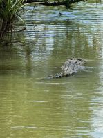 Krokodil im Wasser - Kakadu - NT - Australien &ndash; &copy; Manuel González Urrutia (Eberhardt TRAVEL)