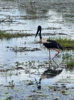 Schwarzer Storch - Kakadu - NT - Australien &ndash; &copy; Manuel González Urrutia (Eberhardt TRAVEL)