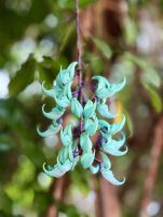 Grüne Blütenstände - Kuranda - Queensland - Australien &ndash; &copy; Manuel González Urrutia (Eberhardt TRAVEL)
