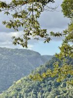 Tropischer Wald - Kuranda - Queensland - Australien &ndash; &copy; Manuel González Urrutia (Eberhardt TRAVEL)