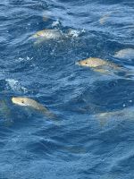 Fische im Wasser - Australien - Australien - Australien &ndash; &copy; Manuel González Urrutia (Eberhardt TRAVEL)
