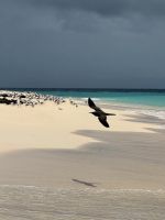 Vogel am Strand - Australien &ndash; &copy; Manuel González Urrutia (Eberhardt TRAVEL)
