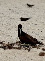 Schwarzer Vogel - Australien &ndash; &copy; Manuel González Urrutia (Eberhardt TRAVEL)