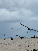 Vögel im Flug - Australien &ndash; &copy; Manuel González Urrutia (Eberhardt TRAVEL)