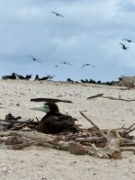 Braunvogel am Nest - Australien &ndash; &copy; Manuel González Urrutia (Eberhardt TRAVEL)