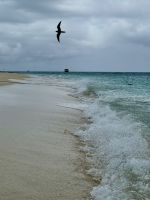 Strand mit Vogel - Australien &ndash; &copy; Manuel González Urrutia (Eberhardt TRAVEL)