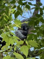 Koala in Baum - Brisbane - Queensland - Australien &ndash; &copy; Manuel González Urrutia (Eberhardt TRAVEL)