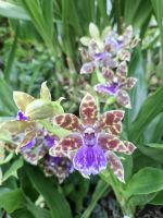 Orchideen-Garten, Singapur &ndash; &copy; Julian Bartsch (Eberhardt TRAVEL)