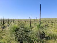 Grasbäume, Australien &ndash; &copy; Julian Bartsch (Eberhardt TRAVEL)