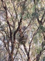 Koala im Yanchep Nationalpark, Australien &ndash; &copy; Julian Bartsch (Eberhardt TRAVEL)