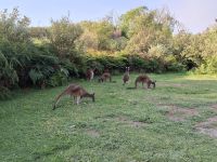 Kängurus im Yanchep Nationalpark, Australien &ndash; &copy; Julian Bartsch (Eberhardt TRAVEL)