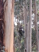 Koala an der Great Ocean Road, Australien &ndash; &copy; Julian Bartsch (Eberhardt TRAVEL)